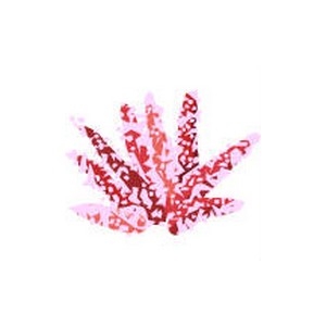 Pink Acropora